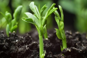 散文丨讓每一粒種子都在“西?！蔽滞涟l(fā)芽生根